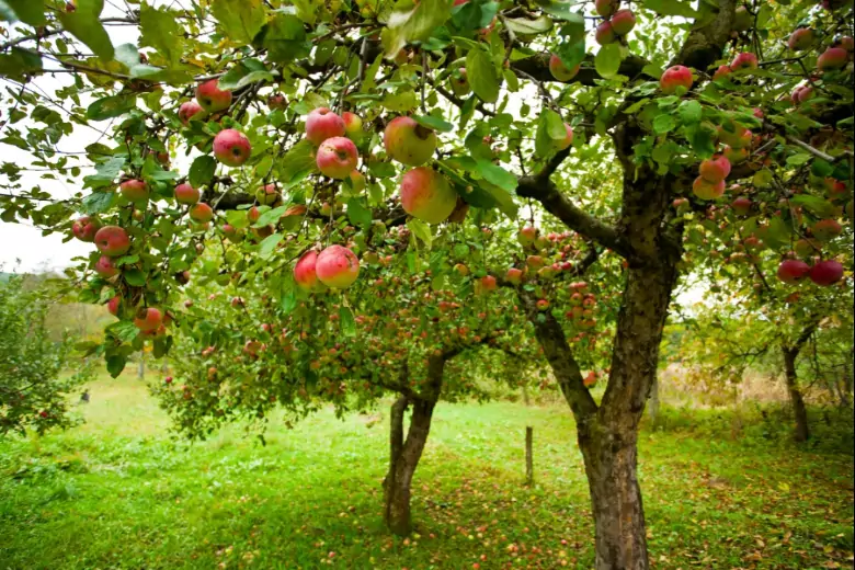 Дачный эксперт рассказал об основных моментах выращивания яблони на садовом участке