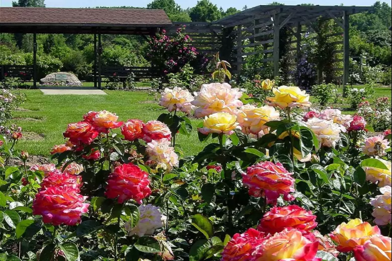 Цветовод со стажем рассказал про основные аспекты выращивания роз на дачном участке