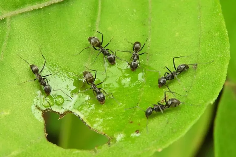 Огородник со стажем рассказал, как один банан может вывести всех муравьев с участка