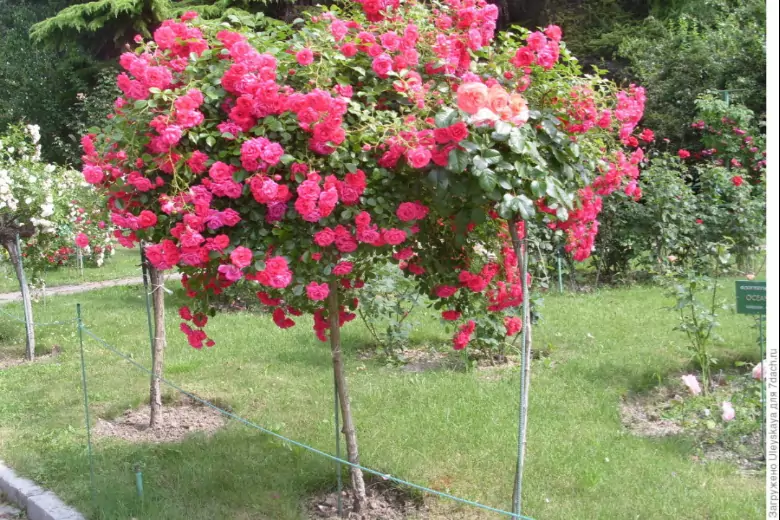 Опытный садовод рассказала про основные правила ухода за штамбовыми розами