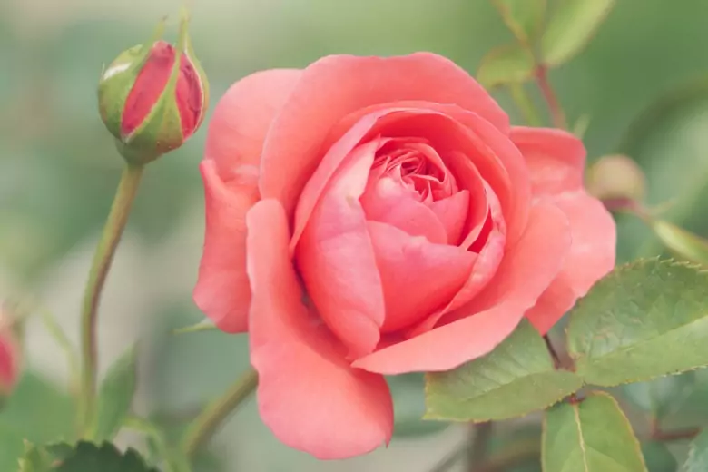 Опытный садовод посоветовал эффективное удобрение для роз в летний период