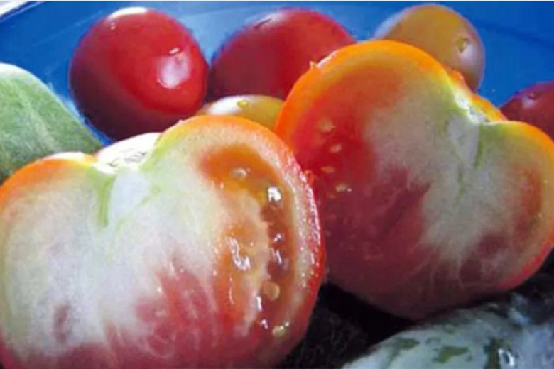 Огородный эксперт объяснил, почему некоторые томаты не созревают возле плодоножки