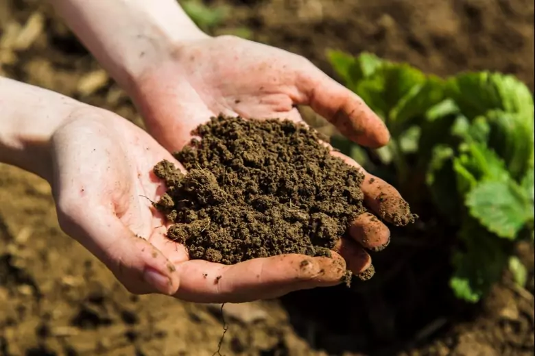 Дачный эксперт рассказал, как улучшить состояние почвы: можно обойтись без  навоза