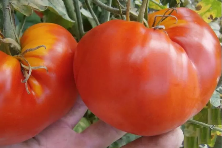За что томат Красное масляное сердце полюбился многим дачникам: описание и характеристики сорта