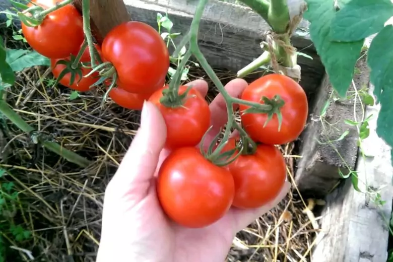 Дачный эксперт рассказал, когда и зачем давать томатам калийные подкормки