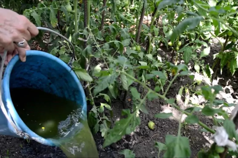 Огородный эксперт рассказал, чем кормить помидоры холодным летом, чтобы не болели