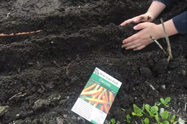 Дачный эксперт назвал самые лучшие сроки для посева моркови в грунт