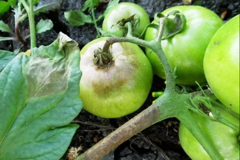 Как отстоять урожай при первых признаках фитофторы на томатах: советы бывалых огородников