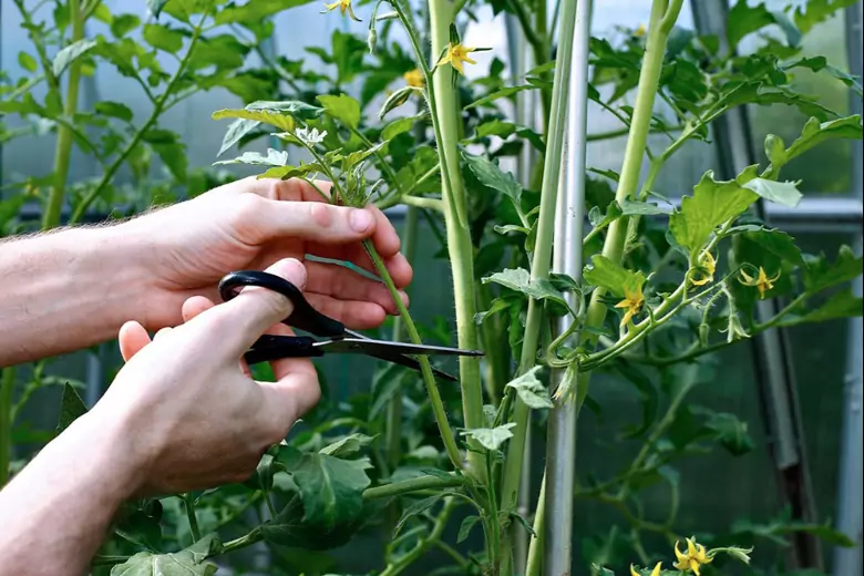 Формирующая обрезка для быстрого созревания томатов на ветке