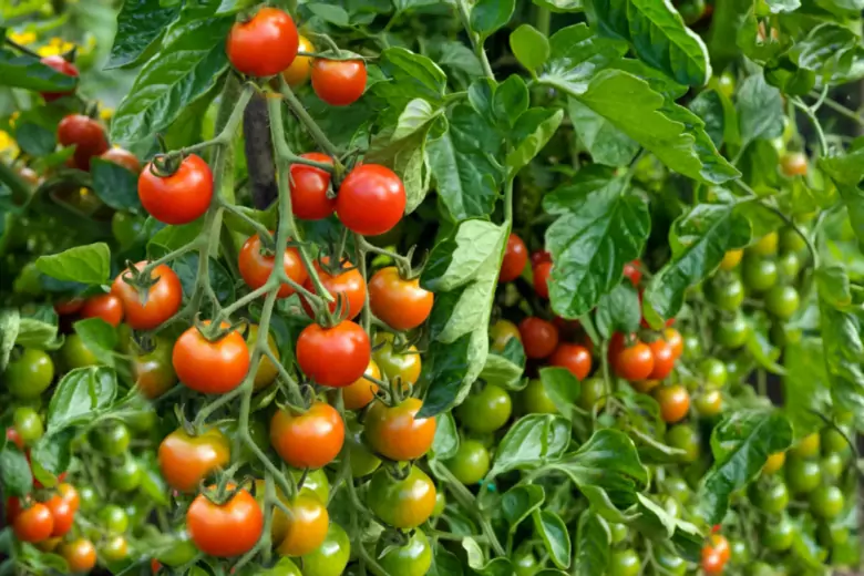 Дачный эксперт дал краткое пояснение новичкам про супердетерминантные сорта томатов