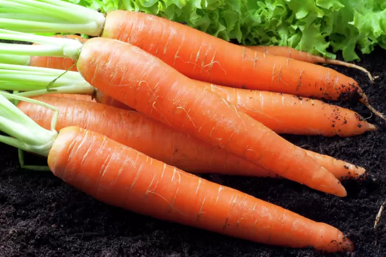 Урожай моркови сохранится до весны следующего года, если вы последуете правилам хранения
