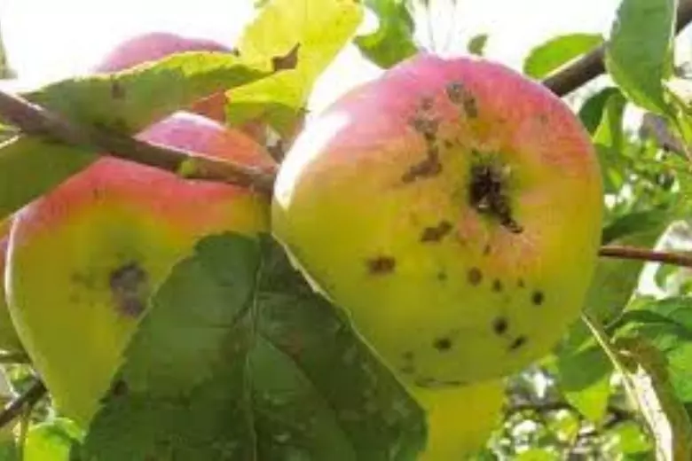 Причины появления некрасивых черных точек на кожуре яблок