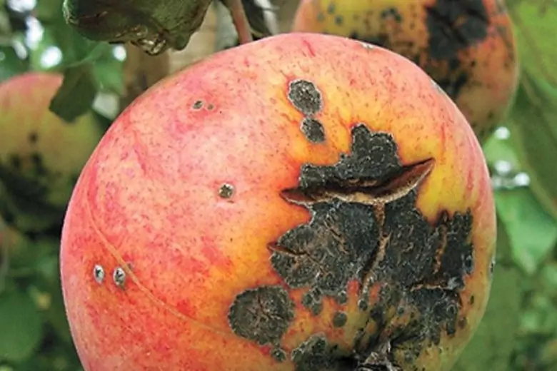Спасаем урожай яблок на следующий год: что делать, чтобы яблони не давали плоды с черными пятнами