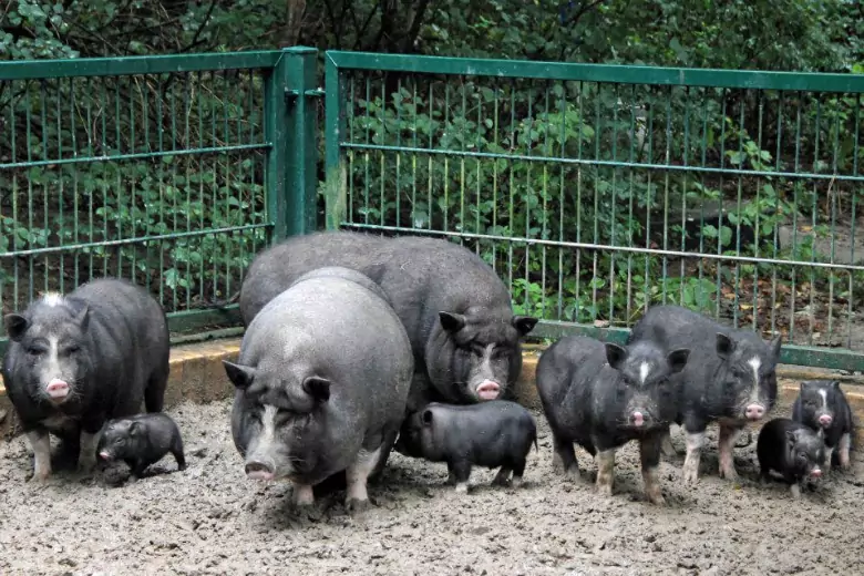 На острове Чеджу в Южной Корее существует уникальная традиция, связанная с черными свиньями.