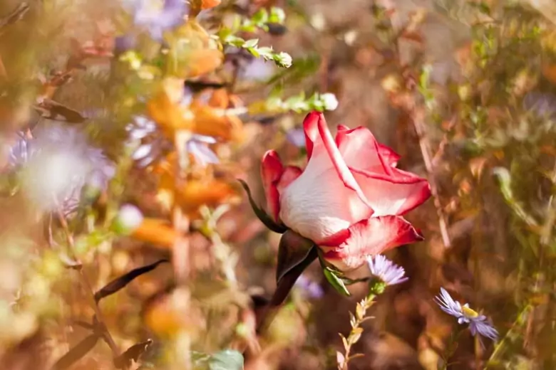 Если вы хотите сохранить розовые кустарники сильными и здоровыми до следующей весны, позаботьтесь о них в сентябре.