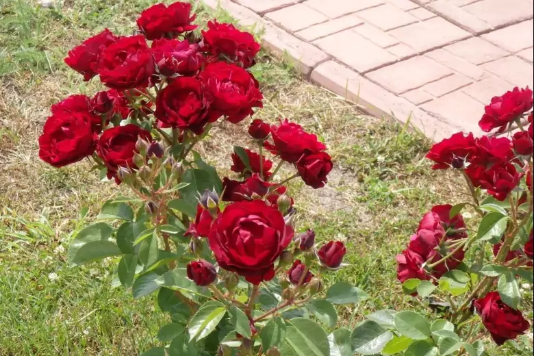 Чем подкормить розы, чтобы защитить из от зимних холодов