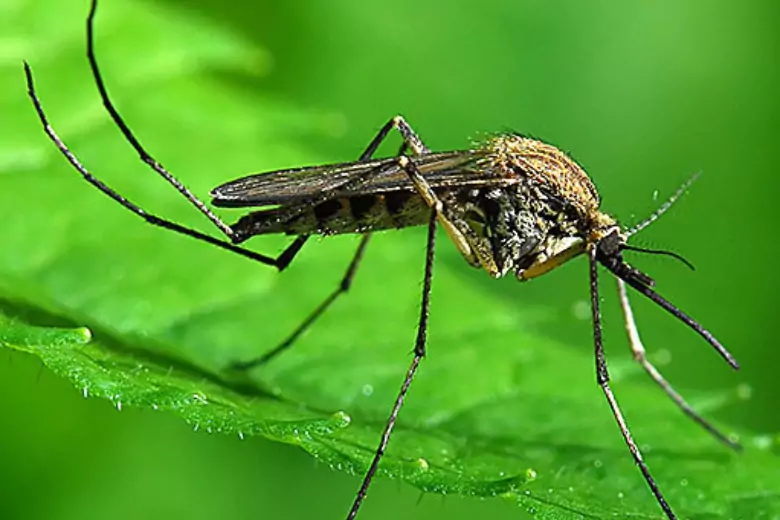 Комары представляют собой растущую угрозу общественному здравоохранению