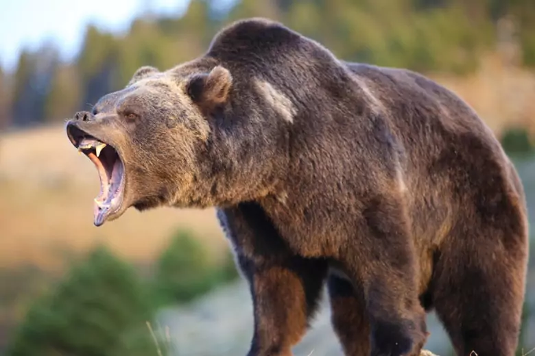В канадском национальном парке Банф агрессивный медведь гризли убил мужчину и женщину, это уже второй смертельный случай нападения такого животного в Америке за несколько месяцев.