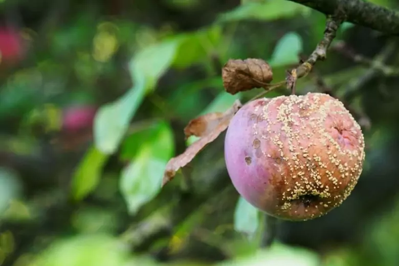 Яблоки обычно созревают в сентябре. В это же время, а иногда и раньше на ветках можно увидеть сгнившие плоды.