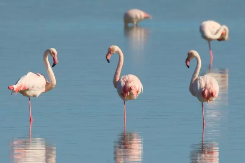 Фламинго настолько хороши в балансировании, что даже умершего фламинго можно поставить на одну ногу и он будет стоять абсолютно вертикально.