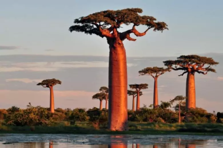 Уникальное дерево растет на Мадагаскаре: оно способно доживать до трех тысяч лет.
