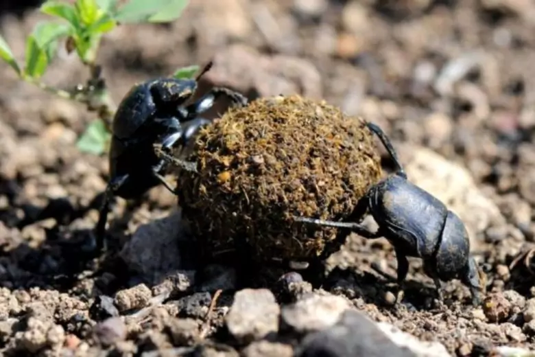 Несмотря на то, что предпочтения навозных жуков кажутся нам отвратительными, эти насекомые незаменимы для экосистемы.
