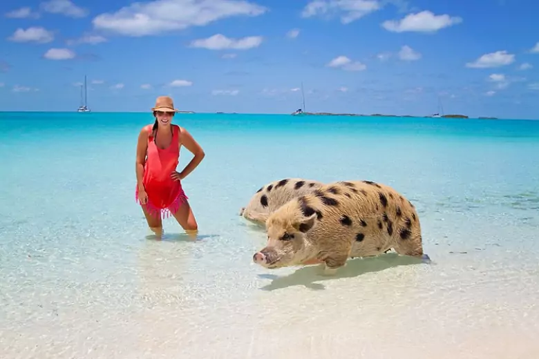 Биг Мейджор Кей - симпатичное местечко на Багамах, которое называют Островом Свиней: на западном пляже живет целое семейство - несколько десятков взрослых свинок и поросят.