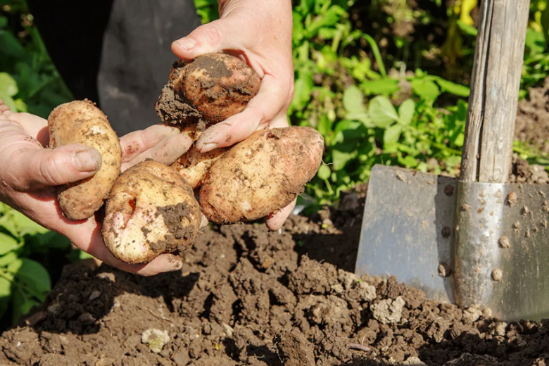 Огородник со стажем рассказал, как правильно ухаживать за грунтом после картофеля