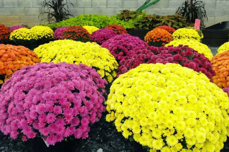 Зимовка шаровидной хризантемы мультифлоры: цветоводы рекомендуют три способа