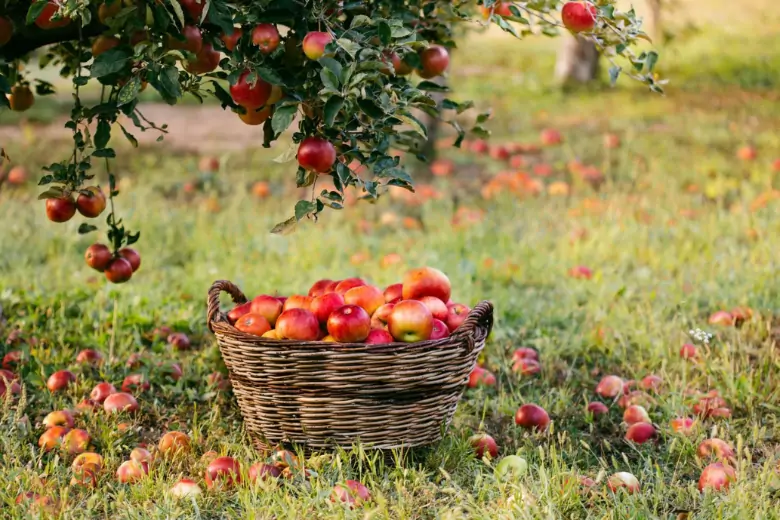 Садовод со стажем порекомендовал интересные новые сорта яблонь для дачного участка