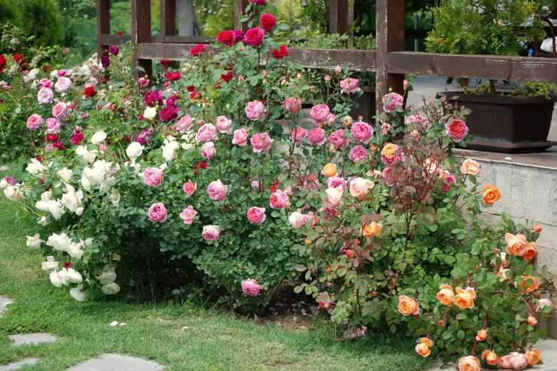 Ошибки, которые постоянно совершают цветоводы-новички при выращивании роз на даче