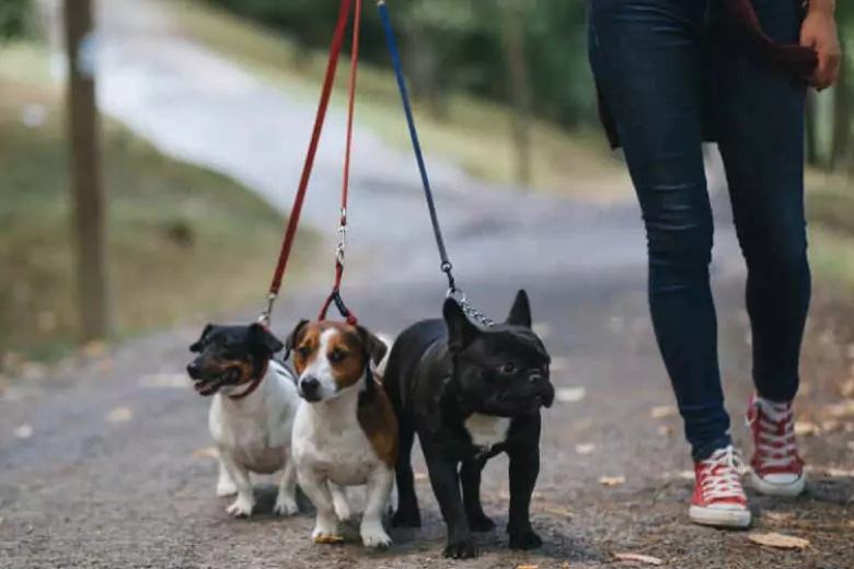 Как обязать владельцев собак убирать за питомцами на улице?