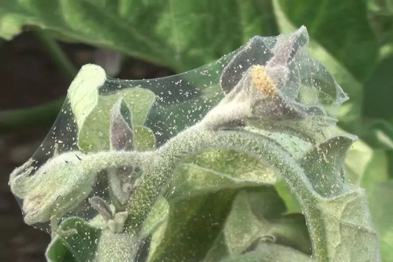Эффективные способы устранения паутинного клеща с огорода от эксперта