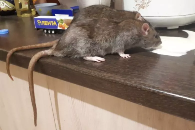 Большая крыса в доме