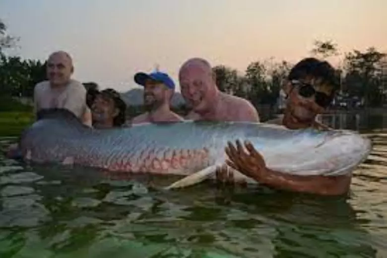 Гигантская рыба пайче, по научному называющаяся Arapaima gigas, - одна из крупнейших пресноводных рыб в мире, длина которой достигает 4 метров, а вес 200 килограммов.