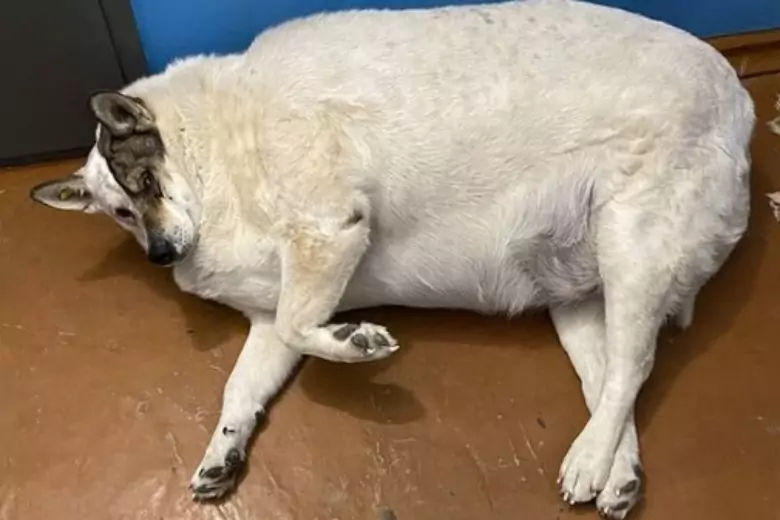 Толстая бездомная собака из Югры стала звездой интернета