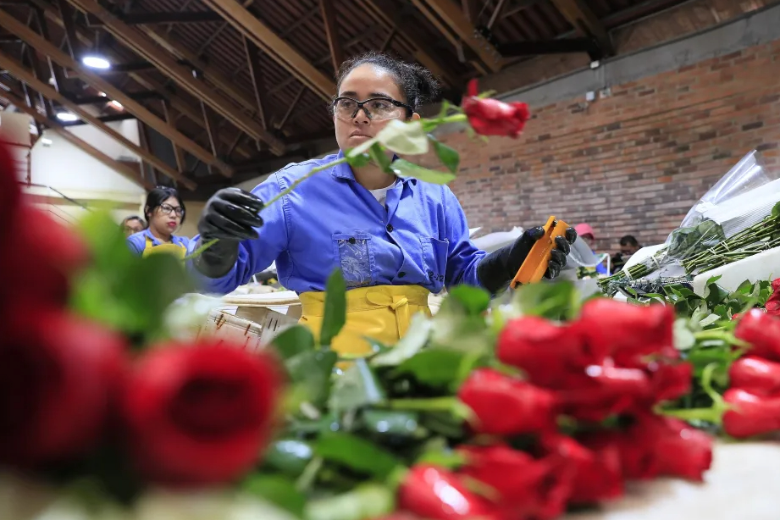 Миллионы уникальных роз из Колумбии получит мир ко Дню Святого Валентина