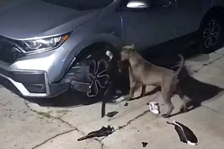Собаки, преследующие кошку, нанесли ущерб машине на сумму 3000 долларов