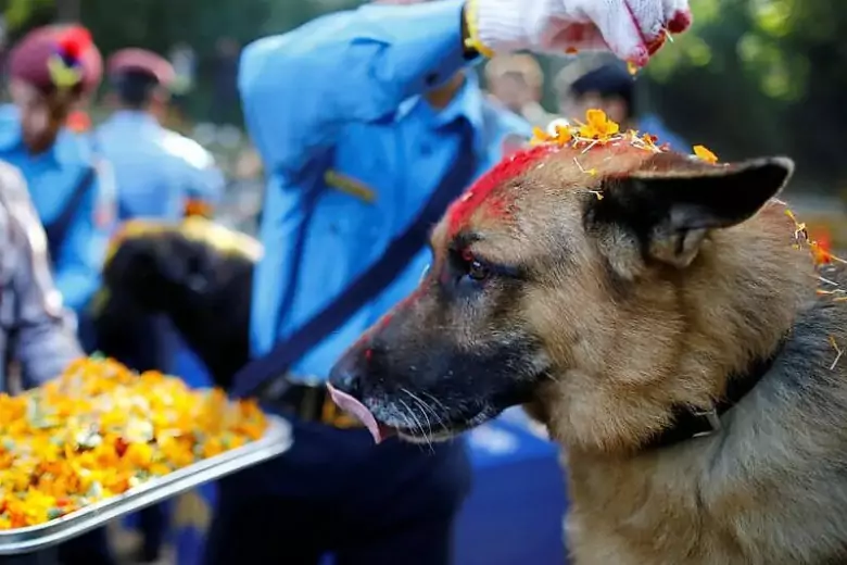 Каждый год в Непале отмечают Кукур Тихар, на котором люди благодарят собак за их верность и дружбу
