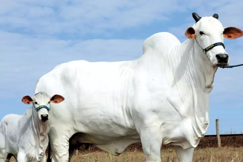 Самая дорогая корова в мире: за белую красавицу отдали на аукционе $4,3 млн
