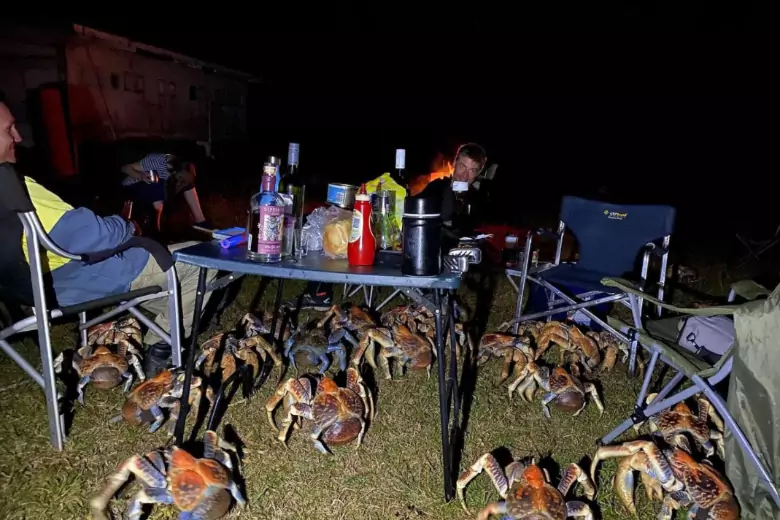 В Австралии гигантские крабы пришли на вечеринку без приглашения