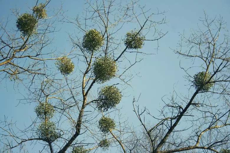 Большие круглые гнезда на деревьях на самом деле вовсе не «гнезда»