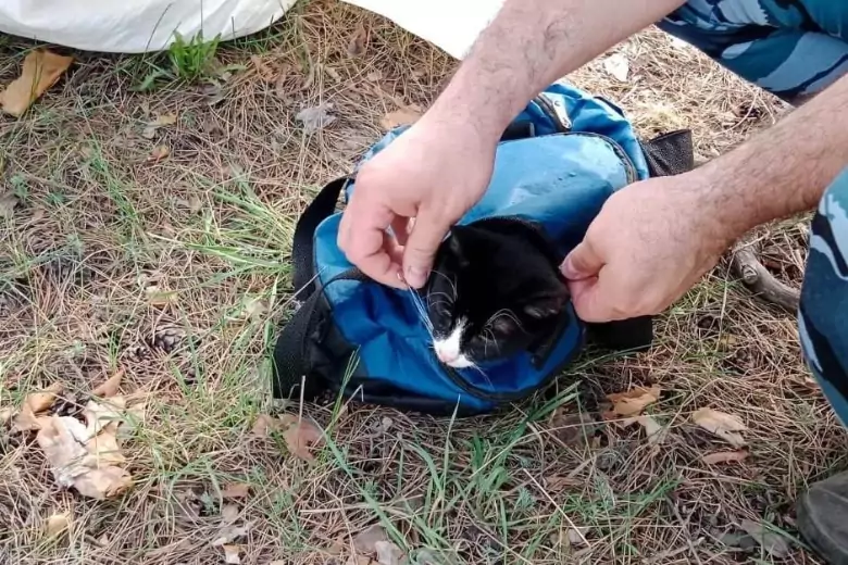В Тольятти задержали кота-курьера, который доставлял наркотики в тюрьму