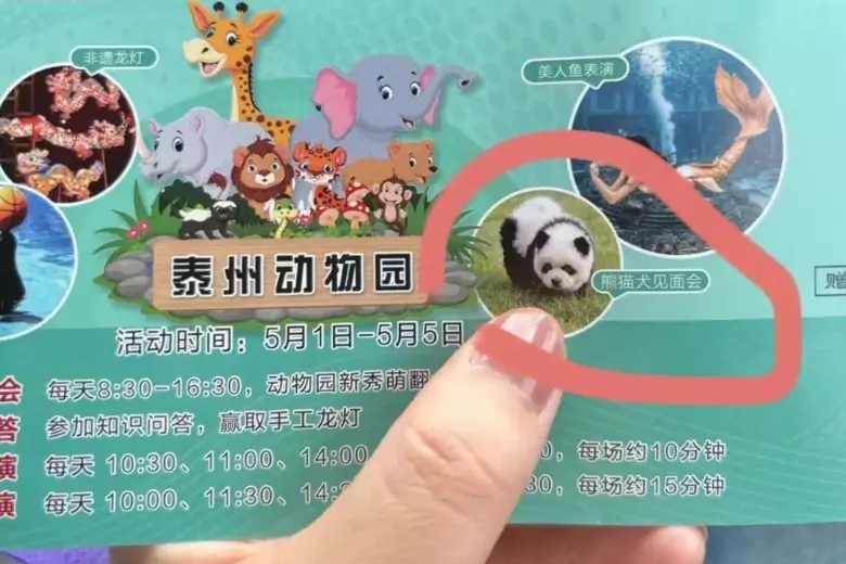 Китайский зоопарк показал миру новую породу панд, но есть нюанс