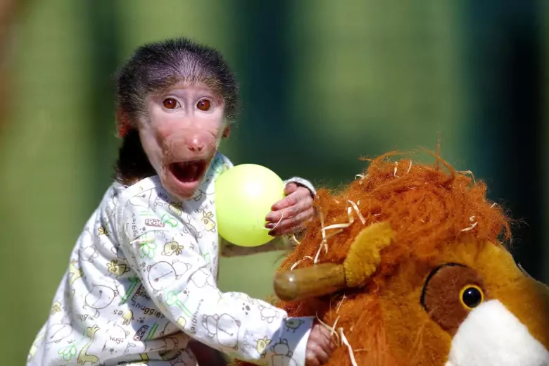 Сбежавшая обезьяна нападает на людей в Хабаровском крае