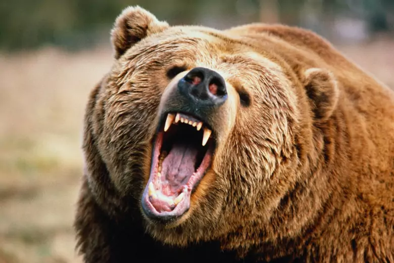 В Дагестане пастух чудом пережил нападение медведя-людоеда