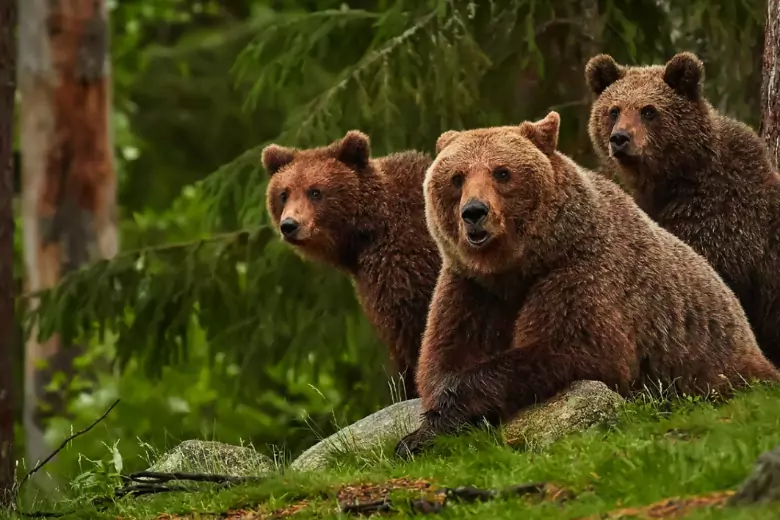 В Башкирии бегун спасся от 3 агрессивных медведей благодаря крику
