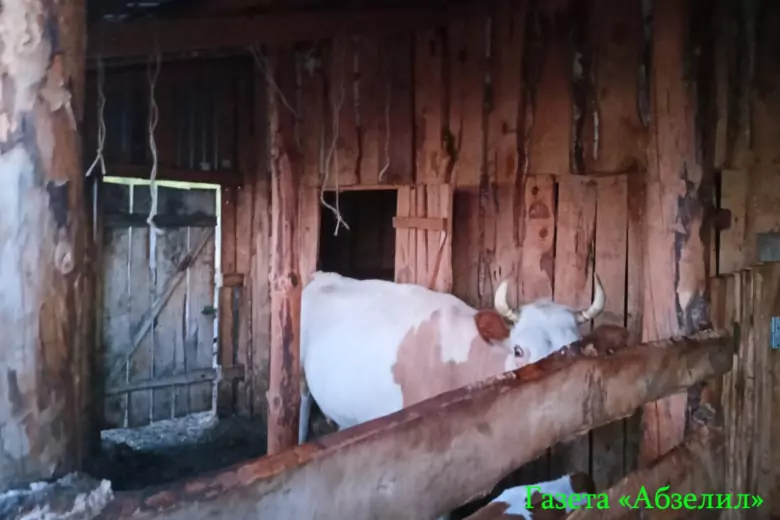 В Абзелиловском районе Башкирии животное насмерть забодало 74-летнюю хозяйку