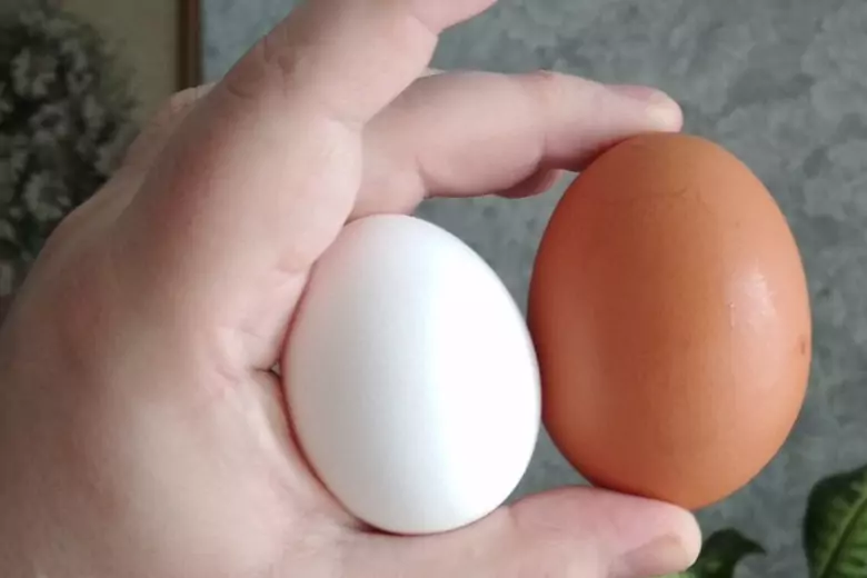 Работники птицефабрики рассказали, почему покупать крупные яйца и яйца категории С1 не лучшая идея