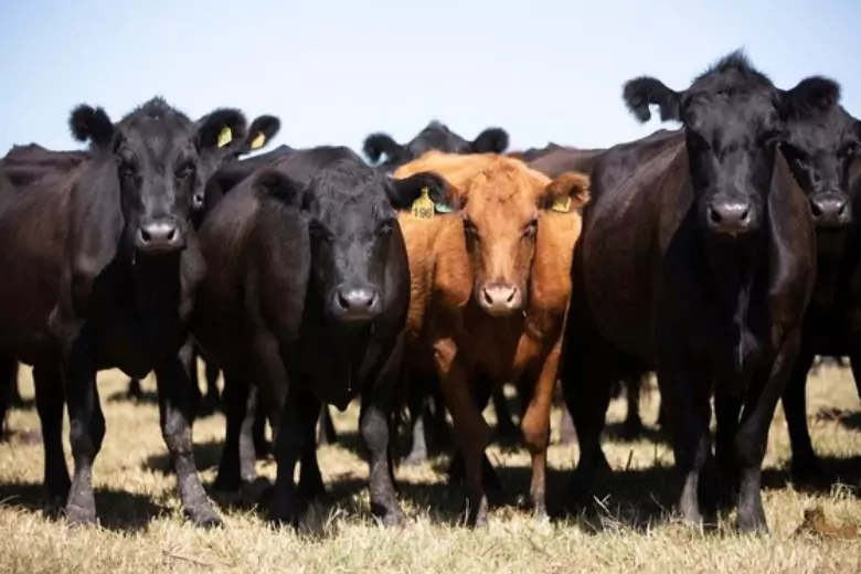 В Ленинградской области на борьбу с борщевиком в поля вывели быков — черных и красных ангусов